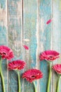 Mother or womans day greeting card from beautiful gerbera daisy flowers border on vintage turquoise background.