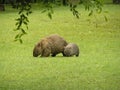 A mother Wombat and baby Royalty Free Stock Photo