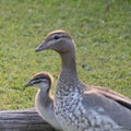 Mother Duck and Baby Wood Duck Close Up - Birds of Australia