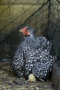 Mother Wyandotte hen with newly hatched chick sitting on a nest Royalty Free Stock Photo