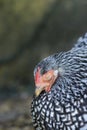 Mother Wyandotte hen sleeping on a nest close up Royalty Free Stock Photo