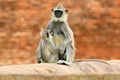 Mother and young, breast-feeding. Wildlife of Sri Lanka. Common Langur, Semnopithecus entellus, monkey on the orange brick buildin Royalty Free Stock Photo