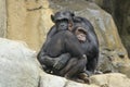 Mother and young chimpanzee in an embrace Royalty Free Stock Photo