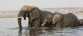 Mother and young elephant crossing river in panoramic photograph Royalty Free Stock Photo