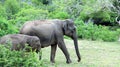 Mother and young elephant