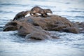 Mother and young European Otter Lutra lutra cub or kit Royalty Free Stock Photo