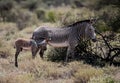 Mother and young foal grazing in Kenya.CR2 Royalty Free Stock Photo