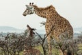 Mother and young giraffe against the sky Royalty Free Stock Photo