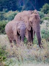 Mother and young juvenile elephant walk together through tall grass in Kenya