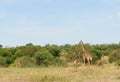 Mother with young Masai Giraffe Royalty Free Stock Photo