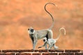 Mother and young running. Wildlife of Sri Lanka. Common Langur, Semnopithecus entellus, monkey on the orange brick building, natur Royalty Free Stock Photo