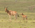 Mother and a young Topi in Serengeti National Park, Tanzania, Africa Royalty Free Stock Photo