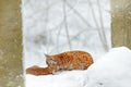 Mother with young, wild cat family. Lynx in nature wildlife habitat. Two cat, trees snow. Lynx in snow forest. Eurasian Lynx in wi Royalty Free Stock Photo