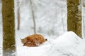 Mother with young, wild cat family. Lynx in nature wildlife habitat. Two cat, trees snow. Lynx in snow forest. Eurasian Lynx in wi Royalty Free Stock Photo