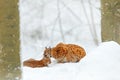 Mother with young, wild cat family. Lynx in nature wildlife habitat. Two cat, trees snow. Lynx in snow forest. Lynx cleaning cute Royalty Free Stock Photo
