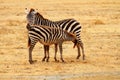 Mother Zebra feeding baby Royalty Free Stock Photo