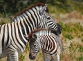 Mother zebra and her cub Royalty Free Stock Photo