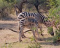 Mother zebra and her young foal peacefully grazing in Zambezi National Park in Zimbabwe Royalty Free Stock Photo