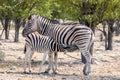 Mother zebra nursing a baby zebra, drinking milk. In the shade beneath a tree in Etosha Namibia Royalty Free Stock Photo