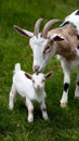 Motherhood in farm life Anglo Nubian goat with her kid