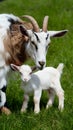 Motherhood in farm life Anglo Nubian goat with her kid