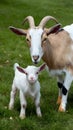 Motherhood in farm life Anglo Nubian goat with her kid