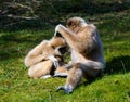 Mothering Lar Gibbon