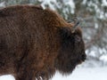 Motherly Bison Close Up. Adult Wild European Brown Bison Bison Bonasus In Winter Time. Adult Aurochs Wisent , Symbol Of The Royalty Free Stock Photo