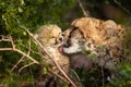 Motherly love between cheetah cub and mother