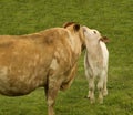 Motherly love mother cow with baby spring calf Royalty Free Stock Photo