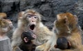 Mothers - barbary macaques Royalty Free Stock Photo