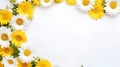 Chamomile garden flowers on the white background