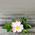 Mothers Day background. Dog rose flower on wooden background with copy space Royalty Free Stock Photo