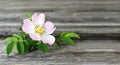 Mothers Day background. Wild rose on wooden background with copy space Royalty Free Stock Photo