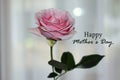 Happy Mothers Day card greeting with beautiful single pink rose blossom on white background. Mothers day message with a flower.