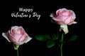 Valentines Day card greeting with beautiful two pink roses blossom on black background.  Mothers day text message with flowers. Royalty Free Stock Photo