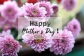 Mothers Day card and greeting concept with bouquet background of beautiful pink daisy flowers blossom. Happy Mothers Day.
