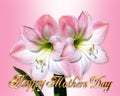 Mothers Day Card pink Amaryllis