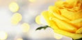 Mothers Day card with single yellow rose and copy space Royalty Free Stock Photo