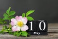 Mothers day concept. Vintage calendar and flower Royalty Free Stock Photo