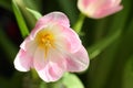 Mothers Day or Easter Tulip Card - Stock Photo Royalty Free Stock Photo