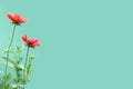 Mothers Day floral greeting card concept with copy space. Red gaillardia flowers isolated on green background Royalty Free Stock Photo