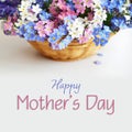 Mothers Day flowers in the basket. Forget me not flowers Royalty Free Stock Photo