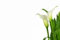 Mothers Day flowers. Calla lilies isolated on white Royalty Free Stock Photo