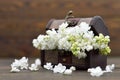 Mothers Day flowers in the wooden chest Royalty Free Stock Photo
