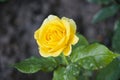 Mothers day gift. yellow rose flower