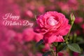 Mothers day card. Pink rose blossoming flower bud closeup on sunset on blurred field of roses natural background