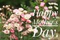 Mothers day quote. Inspirational words - Happy mother day. Holiday card with blurred soft small pink roses nature blooming..