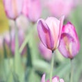 Mothers Day Tulip Card - Nature Stock Photos Royalty Free Stock Photo