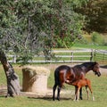 Mothers horse feeding her young foal in field in fall season Royalty Free Stock Photo